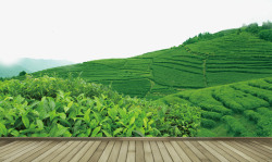竹排竹筏茶叶高清图片