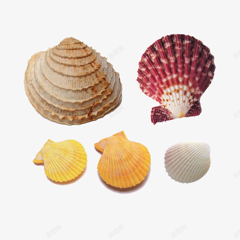 海边天然贝壳png免抠素材_新图网 https://ixintu.com 天然贝壳 海螺 海边 装饰品卡通手绘 贝类