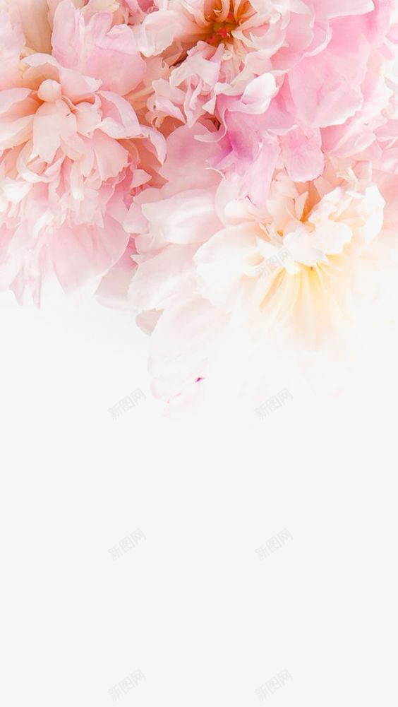 粉色牡丹png免抠素材_新图网 https://ixintu.com 创意牡丹花 唯美花朵 大花朵 粉牡丹 粉色花朵 花瓣
