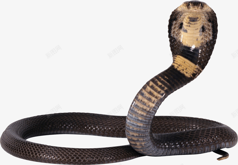 一条眼镜蛇png免抠素材_新图网 https://ixintu.com 动物 动物免扣图 动物园 实物 生物 眼镜蛇 蛇类