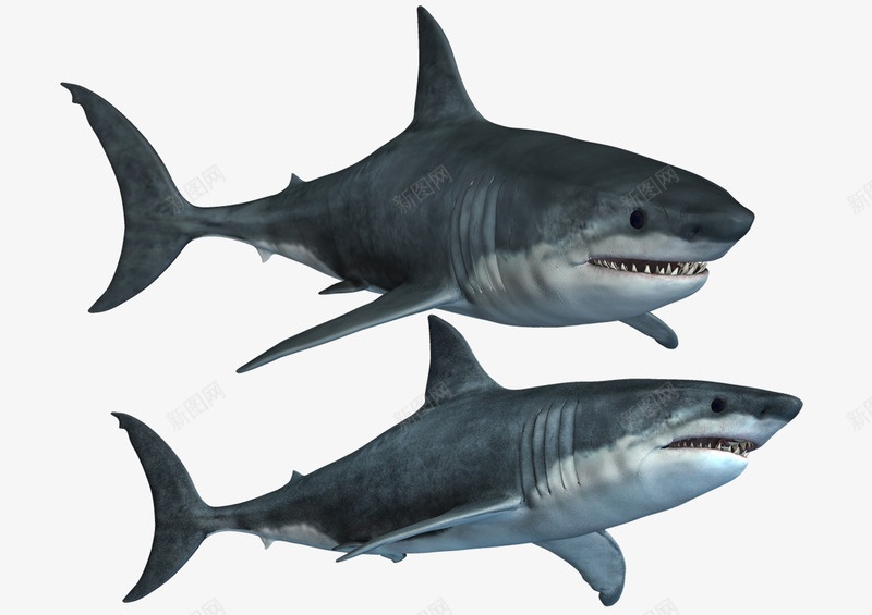 两条大鲨鱼png免抠素材_新图网 https://ixintu.com 捕猎 海底世界 海洋 鱼 鲨鱼