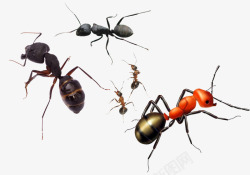 一群小蚂蚁素材