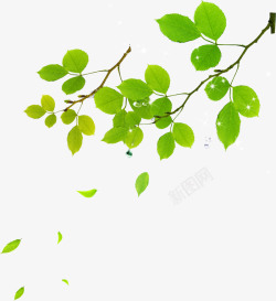 绿色漂浮树叶树枝素材