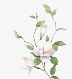 白色郁金香花瓣手绘茉莉高清图片