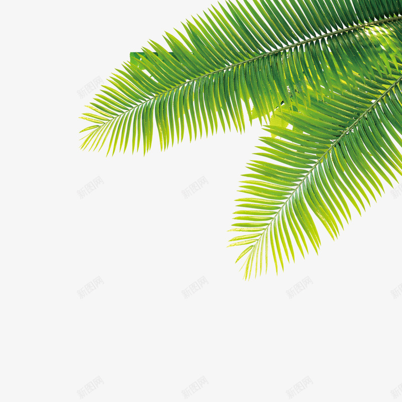 热带植物psd免抠素材_新图网 https://ixintu.com 叶子 树叶 海边 装饰