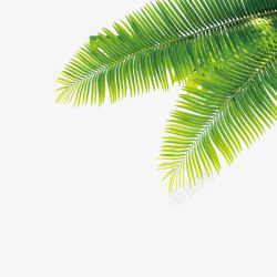 海边热带植物高清图片