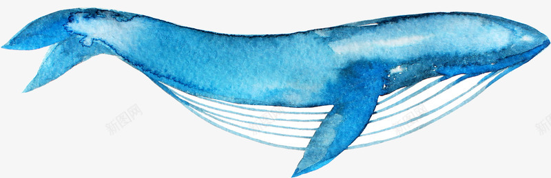 手绘卡通蓝色鲸鱼png免抠素材_新图网 https://ixintu.com 动物 卡通 手绘 海报设计 海洋生物 素描鲸鱼 蓝色鲸鱼 鲸鱼插图