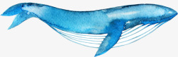 卡通的鲸鱼手绘卡通蓝色鲸鱼高清图片