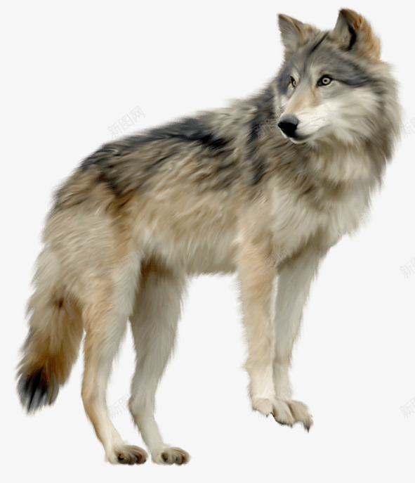 一匹来自北方的狼png免抠素材_新图网 https://ixintu.com 动物 国家保护动物 头狼 灰狼 狼 野生动物 食物链