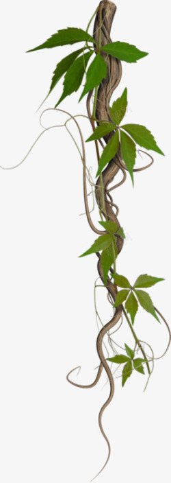 矢量藤蔓植物藤条高清图片