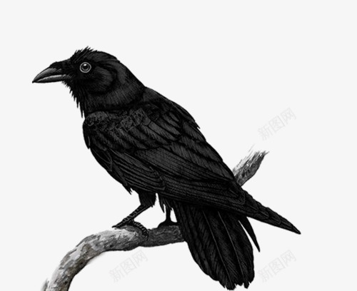 黑色乌鸦png免抠素材_新图网 https://ixintu.com 不详的鸟 乌鸦 鸟类 黑色