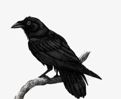 不详的鸟黑色乌鸦高清图片