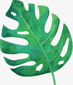 手绘龟背竹绿色树叶龟背竹高清图片