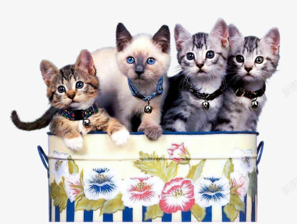 盒子上的小猫咪png免抠素材_新图网 https://ixintu.com 宠物 小猫咪 盒子