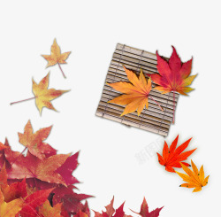 干树支秋天色彩海报背景高清图片