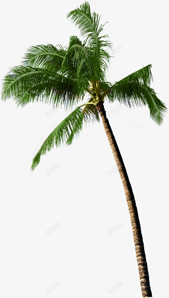 椰子树绿色树木植物png免抠素材_新图网 https://ixintu.com 俯视椰子树 树木 植物 椰子树 绿色