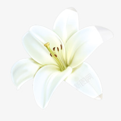 一束白色百合花手绘百合花装饰高清图片