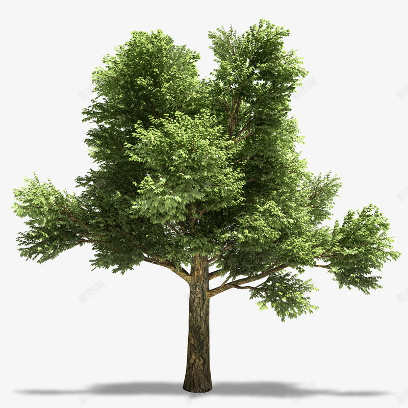 绿色植物png免抠素材_新图网 https://ixintu.com 松树 树木 绿树 绿色 绿色大树 绿色植被免费下载