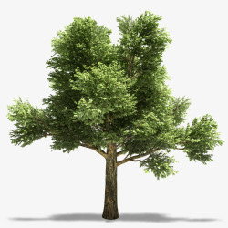 绿树树木绿色植物高清图片