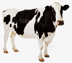 黑白花纹奶牛斑点的奶牛单只高清图片