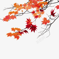 树枝秋天的枫叶高清图片