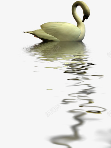 水中的天鹅png免抠素材_新图网 https://ixintu.com 3D 天鹅 水中 电脑合成 白色 鸟类