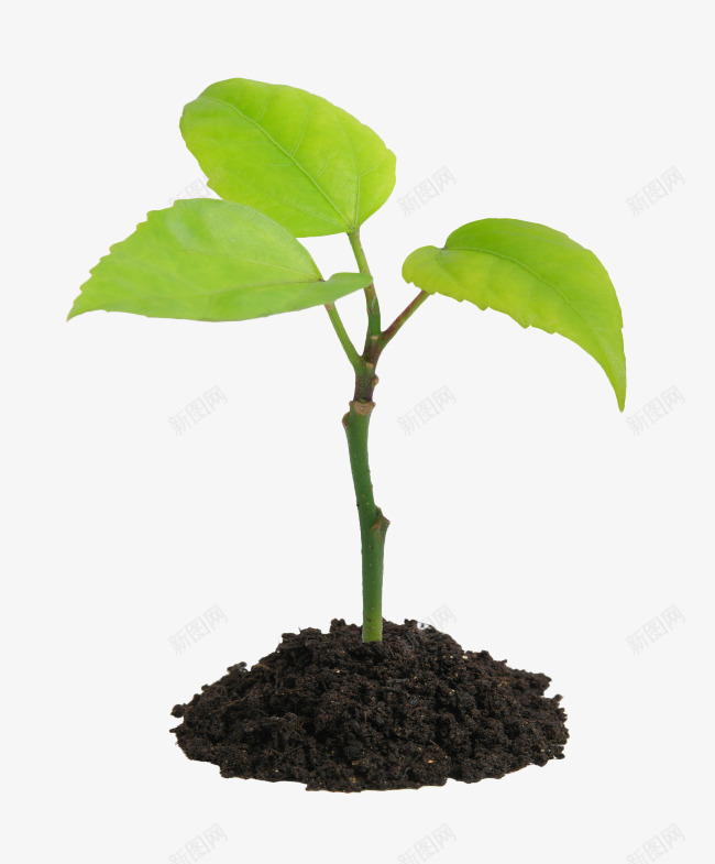 土壤长出嫩芽png免抠素材_新图网 https://ixintu.com 土壤 植物 生机勃勃 绿叶 绿色植物