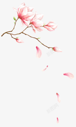粉色图案粉色梦幻玉兰花花瓣飘落装饰图案高清图片