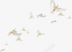 飞翔的鸟群白色白鸽飞翔鸟群高清图片