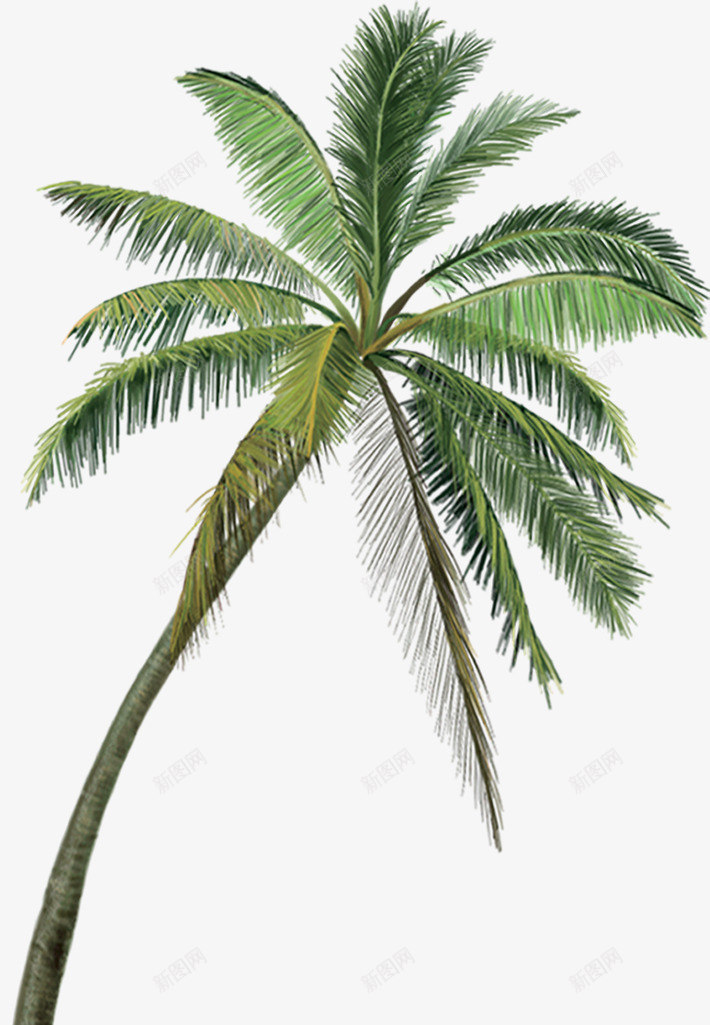 沙滩海边夏日绿色树木椰子树png免抠素材_新图网 https://ixintu.com 俯视椰子树 夏日 树木 椰子树 沙滩 海边 绿色