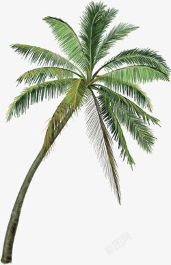 海边椰子树实景沙滩海边夏日绿色树木椰子树高清图片