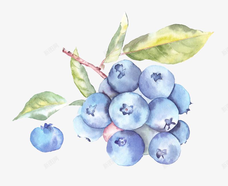 蓝莓png免抠素材_新图网 https://ixintu.com PNG 叶子 小清新 手绘 插画 水彩 水果 素材 蓝莓 装饰图案 设计 贴图 贴纸 食物