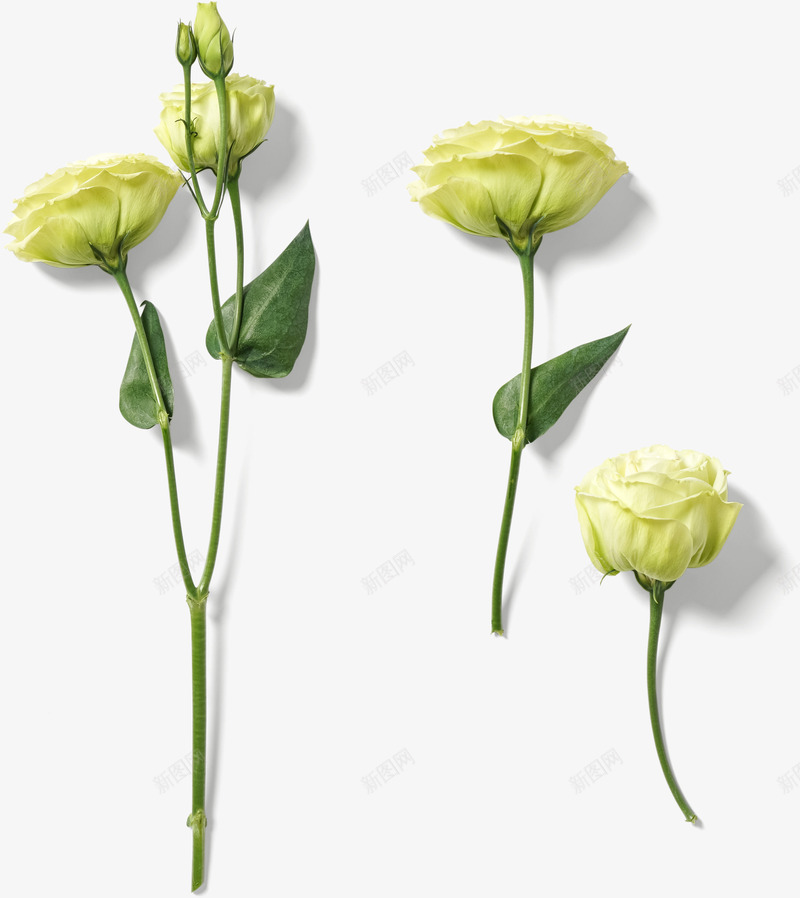 花朵装饰案png免抠素材_新图网 https://ixintu.com 光泽 叶子 投影 植物 渐变 纹理 纹路 线条 绿色 花朵 花瓣 装饰 阴影
