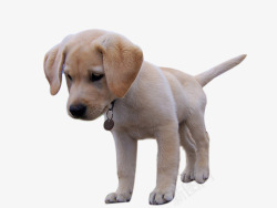名犬拉布拉多幼犬高清图片