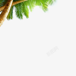 椰子树树叶椰子树高清图片