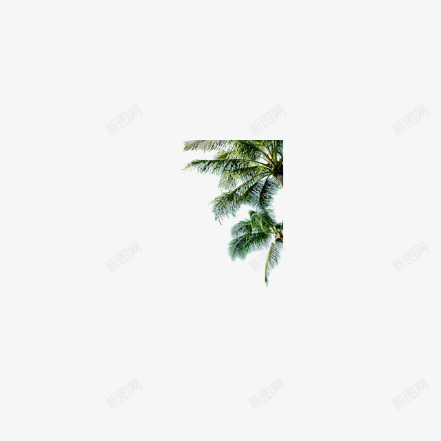 海南椰树png免抠素材_新图网 https://ixintu.com 植物 椰子 椰树素材 海南 风景素材