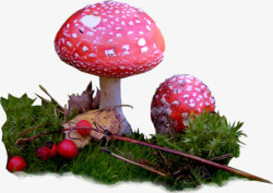 红色蘑菇绿草红果素材