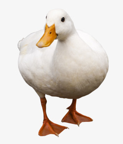 一只鸭子一只白色的可爱鸭子高清图片