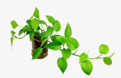 保护植物绿萝叶子盆栽高清图片