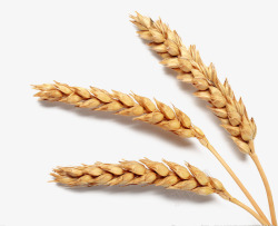 麦穗和稻谷素材
