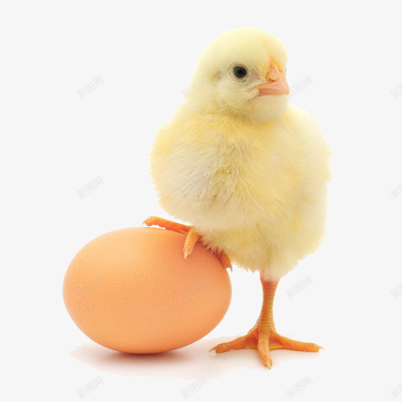 脚踩鸡蛋的小鸡png免抠素材_新图网 https://ixintu.com Q版小黄鸡 孵蛋 小黄鸡 鸡蛋 黄色