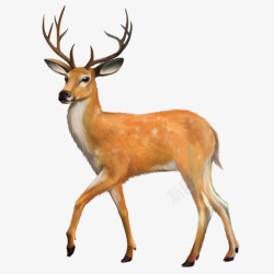 马戏团动物鹿鹿高清图片