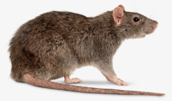 长尾巴老鼠灰色的老鼠高清图片