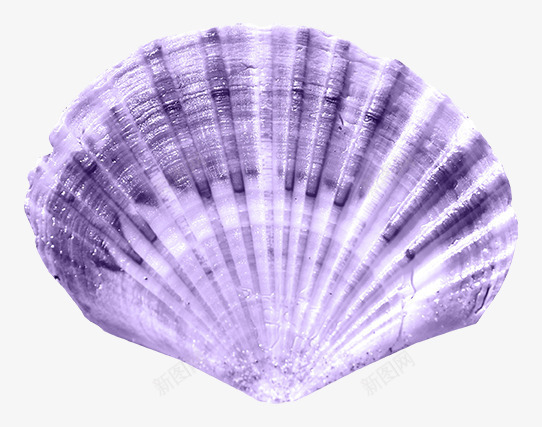 扇贝png免抠素材_新图网 https://ixintu.com 扁平 沙滩 海元素 贝壳