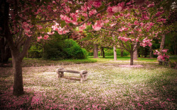桃花风景粉色桃花树林风景高清图片