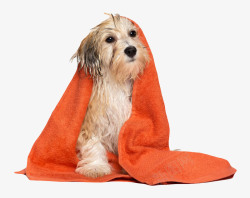 卫生用品披着橙色毛巾的宠物小狗高清图片