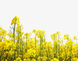 黄色草坪油菜花背景油菜花瓣高清图片