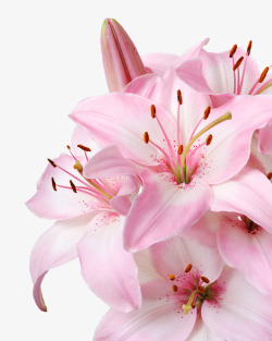 百合花素材图粉色百合高清图片