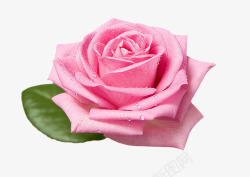 写实花朵素材粉色玫瑰花高清图片