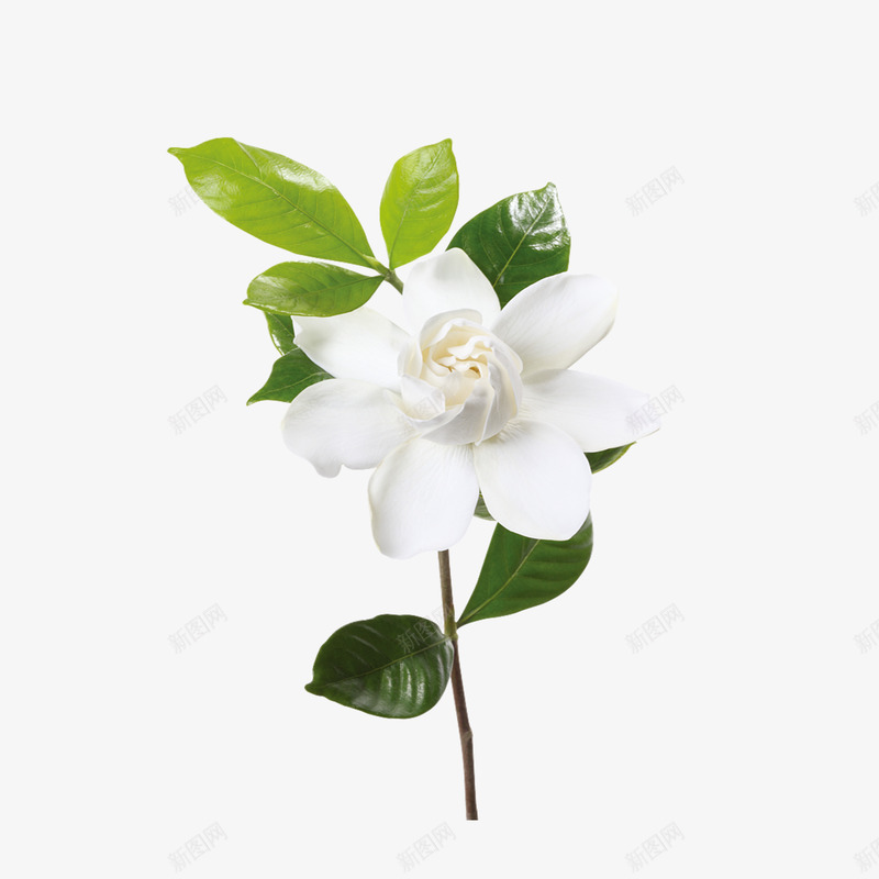 白色山茶花png免抠素材_新图网 https://ixintu.com 叶子 山茶花图 植物 花卉 花朵